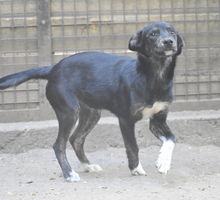 PATACHON, Hund, Mischlingshund in Schnarup-Thumby - Bild 6