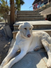 VANILA, Hund, Mischlingshund in Griechenland - Bild 1