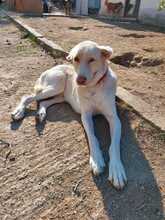 VANILA, Hund, Mischlingshund in Griechenland - Bild 2