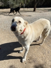 VANILA, Hund, Mischlingshund in Griechenland - Bild 3