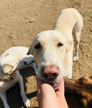 VANILA, Hund, Mischlingshund in Griechenland - Bild 8