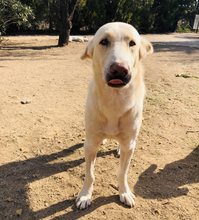 VANILA, Hund, Mischlingshund in Griechenland - Bild 9