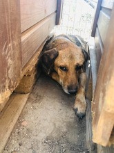 SUMMER, Hund, Mischlingshund in Griechenland - Bild 2