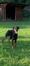 LEX, Hund, Dobermann in Philippsburg - Bild 4