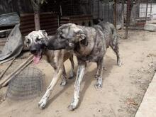 RITA, Hund, Mischlingshund in Rumänien - Bild 3