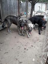 RITA, Hund, Mischlingshund in Rumänien - Bild 4