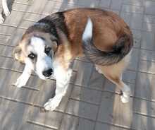 GENTLEMAN, Hund, Mischlingshund in Wittenburg - Bild 7
