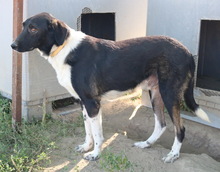 FLASH, Hund, Mischlingshund in Griechenland - Bild 2