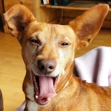 tierheim hunde suchen und finden