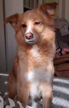 NAPPY, Hund, Mischlingshund in Pinneberg