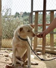 NICO, Hund, Podenco in Spanien - Bild 17