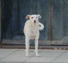 NICO, Hund, Podenco in Spanien - Bild 5