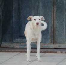NICO, Hund, Podenco in Spanien - Bild 8