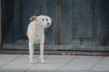 NICO, Hund, Podenco in Spanien - Bild 9