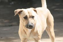 EMCHO, Hund, Mischlingshund in Bulgarien - Bild 2