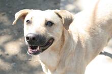 EMCHO, Hund, Mischlingshund in Bulgarien - Bild 3