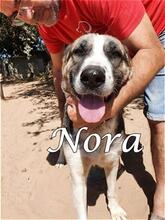 NORA, Hund, Herdenschutzhund-Mix in Spanien - Bild 2