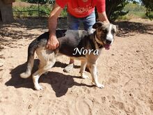 NORA, Hund, Herdenschutzhund-Mix in Spanien - Bild 6
