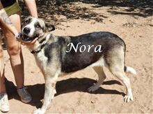 NORA, Hund, Herdenschutzhund-Mix in Spanien - Bild 7