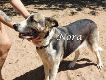 NORA, Hund, Herdenschutzhund-Mix in Spanien - Bild 8