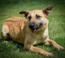 EGON, Hund, Mischlingshund in Ungarn - Bild 1