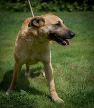 EGON, Hund, Mischlingshund in Ungarn - Bild 2