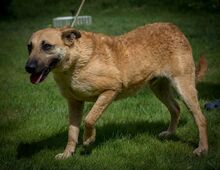 EGON, Hund, Mischlingshund in Ungarn - Bild 3