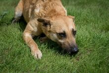 EGON, Hund, Mischlingshund in Ungarn - Bild 7