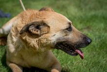 EGON, Hund, Mischlingshund in Ungarn - Bild 8