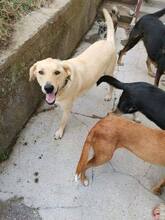 RAY, Hund, Mischlingshund in Bulgarien - Bild 12