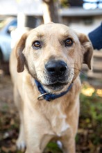 RAY, Hund, Mischlingshund in Bulgarien - Bild 2