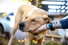 RAY, Hund, Mischlingshund in Bulgarien - Bild 3