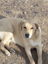 RAY, Hund, Mischlingshund in Bulgarien - Bild 6