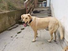 RAY, Hund, Mischlingshund in Bulgarien - Bild 7