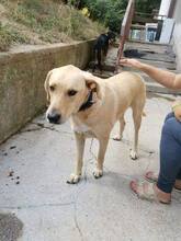 RAY, Hund, Mischlingshund in Bulgarien - Bild 9
