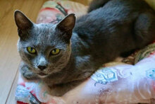 DUSHKO, Katze, Hauskatze in Bulgarien - Bild 3