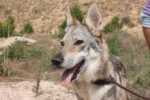 LOBI, Hund, Tschechoslowakischer Wolfshund in Spanien - Bild 1