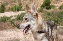 LOBI, Hund, Tschechoslowakischer Wolfshund in Spanien - Bild 2