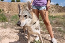 LOBI, Hund, Tschechoslowakischer Wolfshund in Spanien - Bild 3