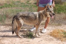LOBI, Hund, Tschechoslowakischer Wolfshund in Spanien - Bild 4