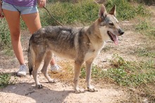 LOBI, Hund, Tschechoslowakischer Wolfshund in Spanien - Bild 5