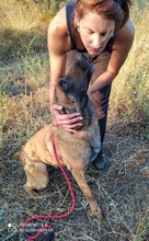 DIMAL, Hund, Malinois in Griechenland - Bild 4