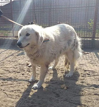 SZUZI, Hund, Mischlingshund in Ungarn - Bild 2