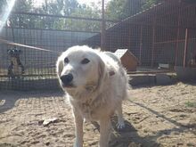 SZUZI, Hund, Mischlingshund in Ungarn - Bild 3