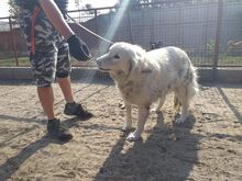SZUZI, Hund, Mischlingshund in Ungarn - Bild 5