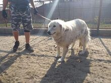SZUZI, Hund, Mischlingshund in Ungarn - Bild 6