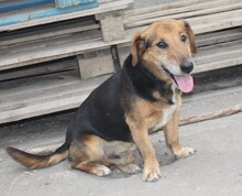TÜCSÖK, Hund, Mischlingshund in Ungarn - Bild 1
