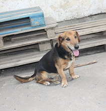 TÜCSÖK, Hund, Mischlingshund in Ungarn - Bild 2