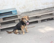 TÜCSÖK, Hund, Mischlingshund in Ungarn - Bild 3