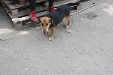 TÜCSÖK, Hund, Mischlingshund in Ungarn - Bild 4